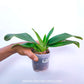 Phragmipedium Peruflora's Cirila Alca - BS