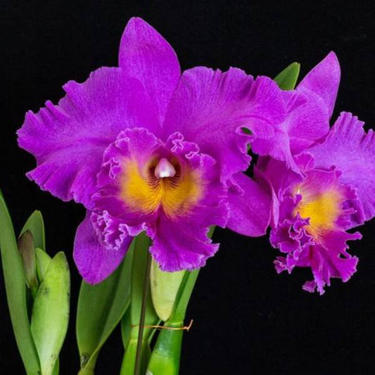 Cattleya Pink Empress Orchid Plant - BS (Big Plants)
