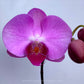 Phalaenopsis Pink Lucky Girl - Without Flowers | BS