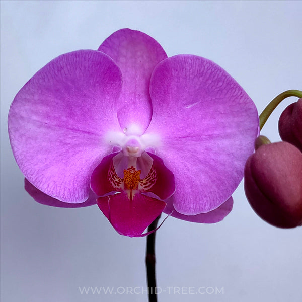 Phalaenopsis Pink Lucky Girl - Without Flowers | BS