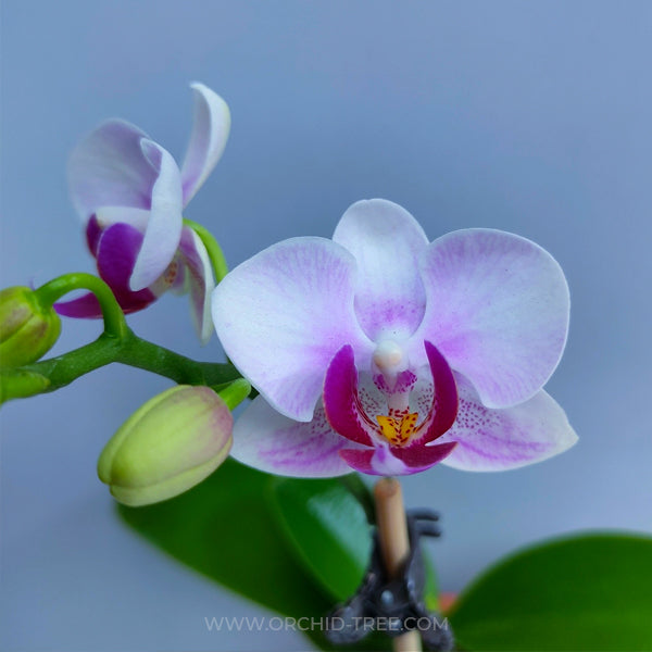 Phalaenopsis Younghome Pink Panther - FF (Miniature)