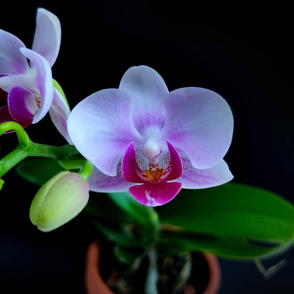 Phalaenopsis Younghome Pink Panther - FF (Miniature)