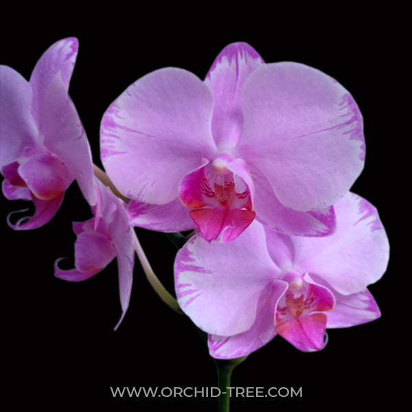 Phalaenopsis Passion Pink - FF - Buy Orchids Plants Online by Orchid-Tree.com