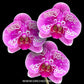 Phalaenopsis Fuller's Pink Swallow - FF