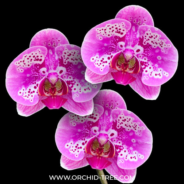 Phalaenopsis Fuller's Pink Swallow - FF