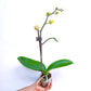 Phalaenopsis Fuller's Pink Swallow - FF