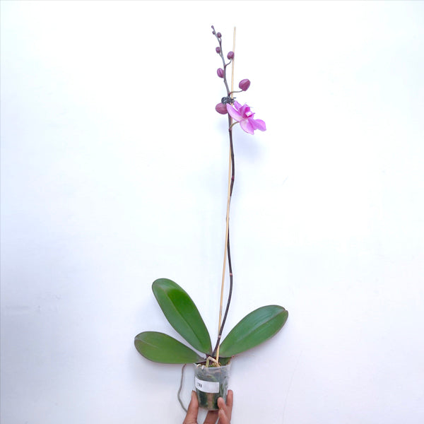 Phalaenopsis Pink Lucky Girl - Without Flowers | BS