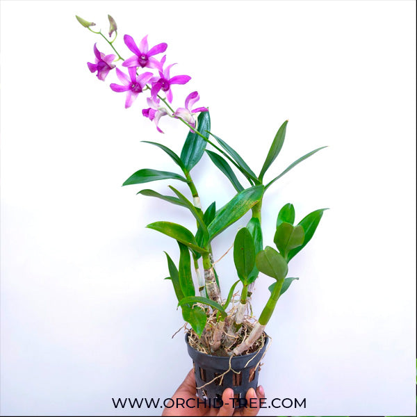 Dendrobium Judy Ruth - BS
