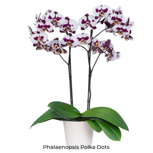 Phalaenopsis Seedling Combo SS | Pack of 10