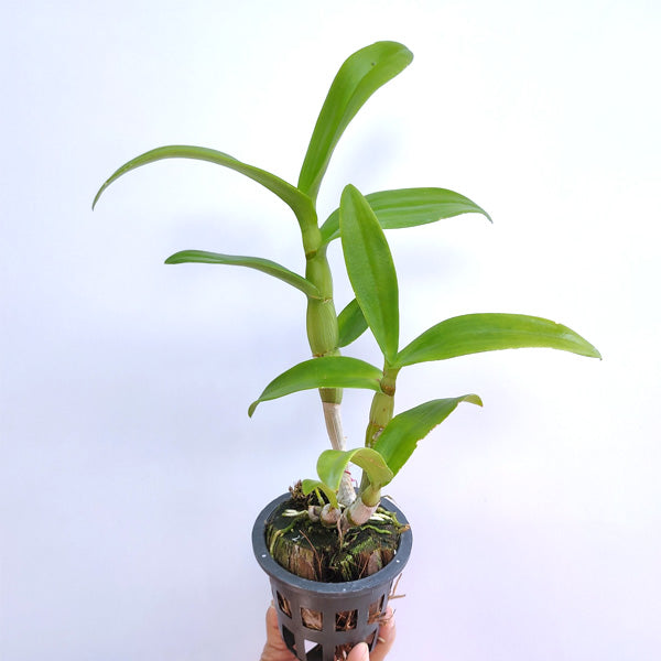 Dendrobium Popeye - FF