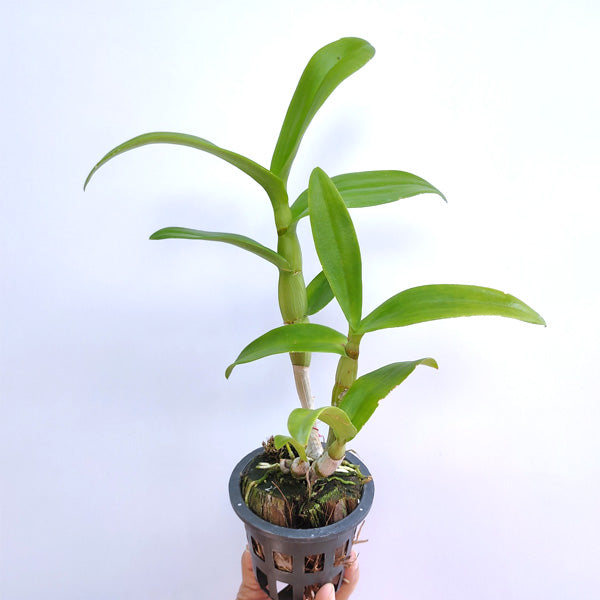 Dendrobium Express Pink Orchid Plant - FF