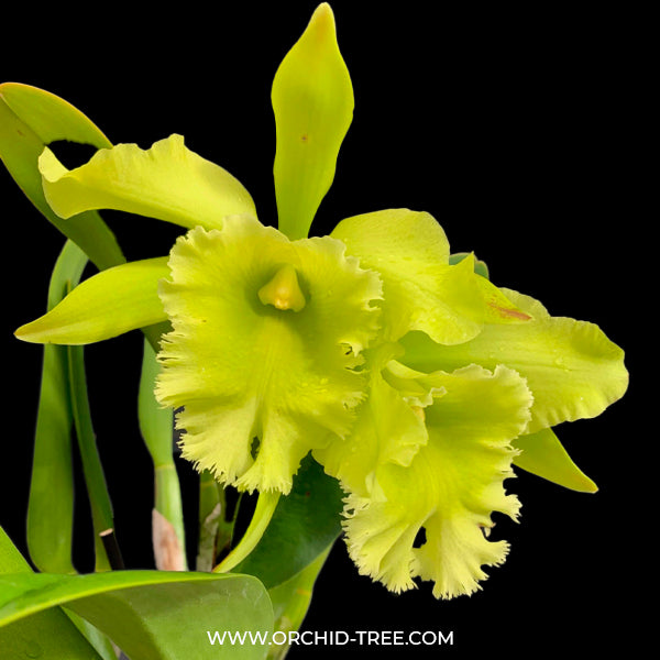 Cattleya (Rlc.) Port Of Paradise Orchid Plant - BS