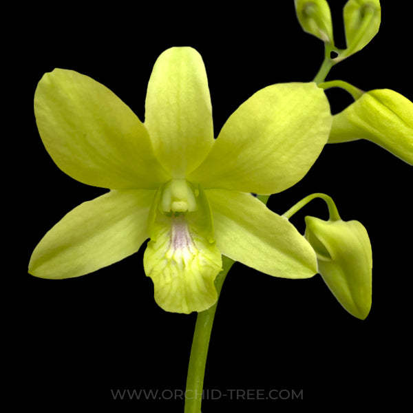 Dendrobium Prai Yellow - BS