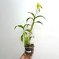 Dendrobium Prai Yellow - BS