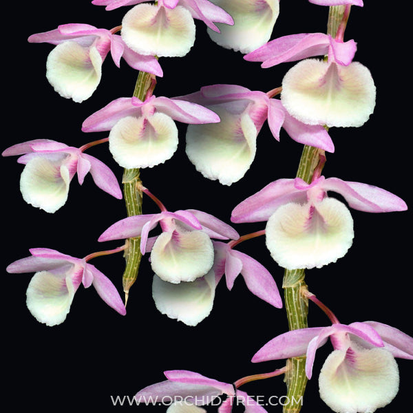 Dendrobium primulinum sp. - BS - Buy Orchids Plants Online by Orchid-Tree.com