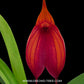 Masdevallia Prince Charming - BS
