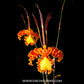 Psychopsis Mariposa - BS