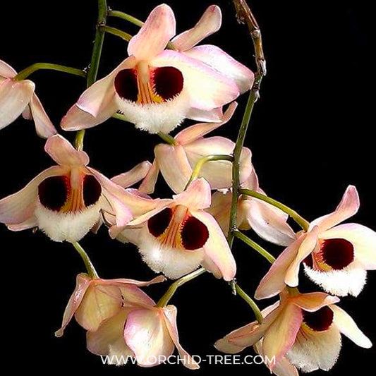 Dendrobium pulchellum sp. Orchid Plant - BS