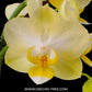Phalaenopsis Pure Moon Date - BS