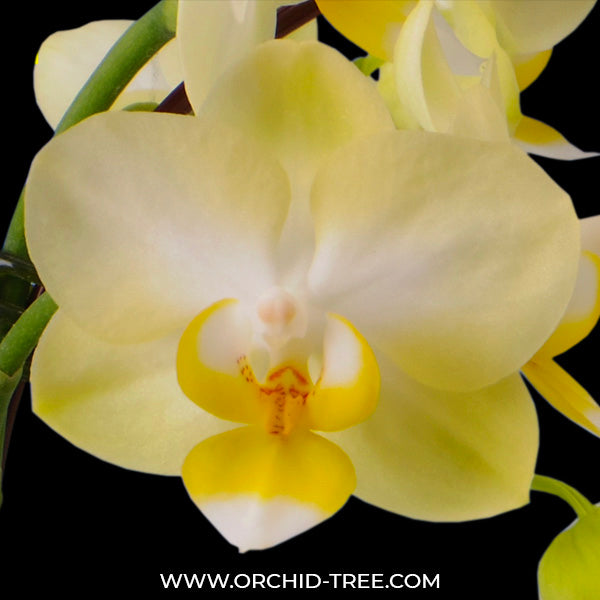 Phalaenopsis Pure Moon Date - BS