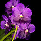 Vanda Pure's Wax Blue - BS - Buy Orchids Plants Online by Orchid-Tree.com