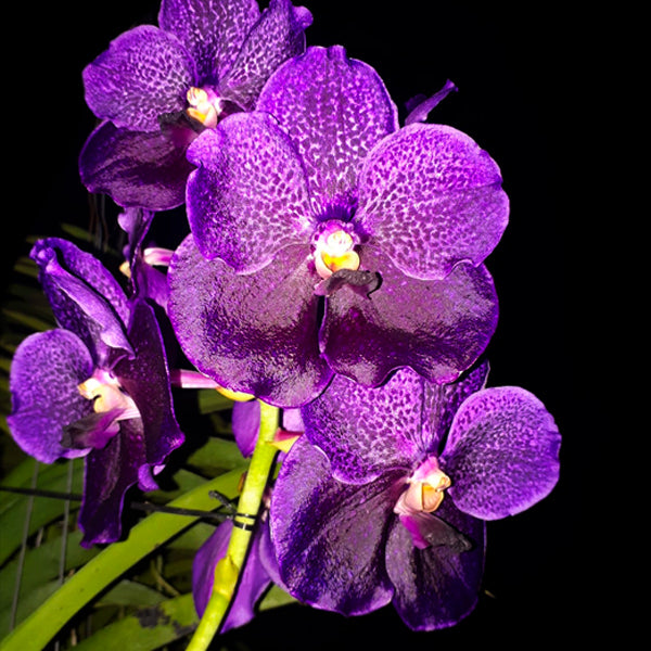 Vanda Orchids for Sale Orchid Tree OrchidTree