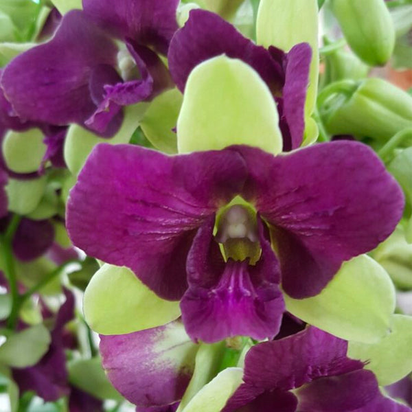 Dendrobium Purple Green 3 lips - BS