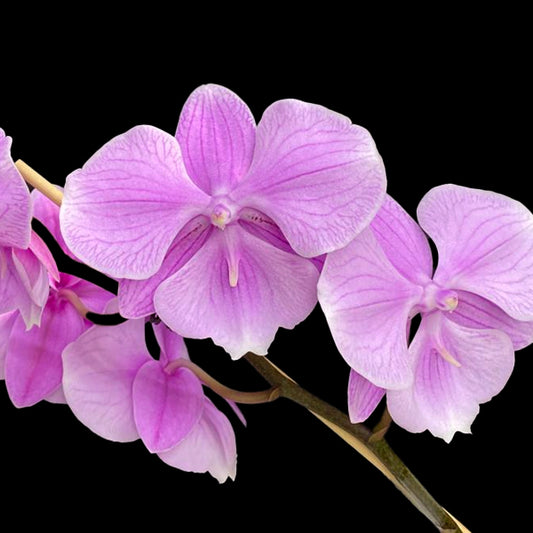 Phalaenopsis Lavender World Orchid Plant - BS - Buy Orchids Plants Online by Orchid-Tree.com