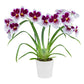 Miltoniopsis Purple Snow '17525' - BS