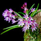 Ascocentropsis pusilla sp. - Without Flowers | BS