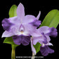Cattleya Mini Quinee 'Angel Kiss' - BS - Buy Orchids Plants Online by Orchid-Tree.com