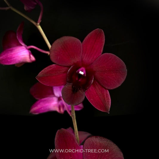 Dendrobium Red Town Orchid Plant - FF