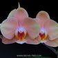 Phalaenopsis Rose Gold - With Flowers | FF