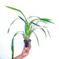 Cymbidium Rattanakosin - BS