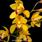 Cymbidium Rattanakosin - BS