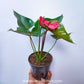 Anthurium Blood Red - FF