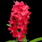 Vandachostylis Crownfox Red Gem - BS