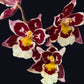 Oncidium Hwuluduen Ruby Gem 'Diana' -  | BS