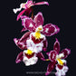 Oncidium Hwuluduen Ruby Gem 'Diana' -  | BS