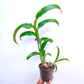 Dendrobium Red Splash - BS