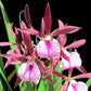 Cattleya Encyvola Jairak Treasure Red Trogon - BS