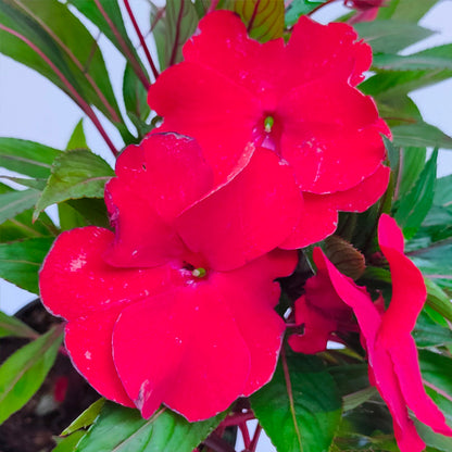 Impatiens | 3 Colours