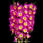 Dendrobium Nobile Red River Orchid Plant - BS
