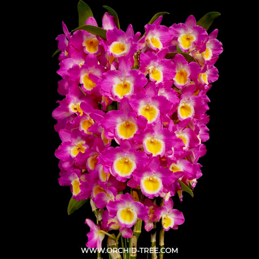 Dendrobium Nobile Red River Orchid Plant - BS