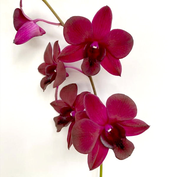 Dendrobium Red Town Orchid Plant - FF