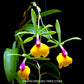 Epicattleya Rene Marques ' Flame Thrower' - BS