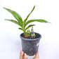 Catasetum (FDK.) Sunset Ridge Bakers Wine Sunset - BS