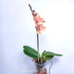Phalaenopsis Rose Gold - With Flowers | FF
