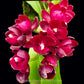 Cyclodes Jumbo Rosy - BS