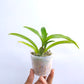 Oncidium Hwuluduen Ruby Gem 'Diana' -  | BS